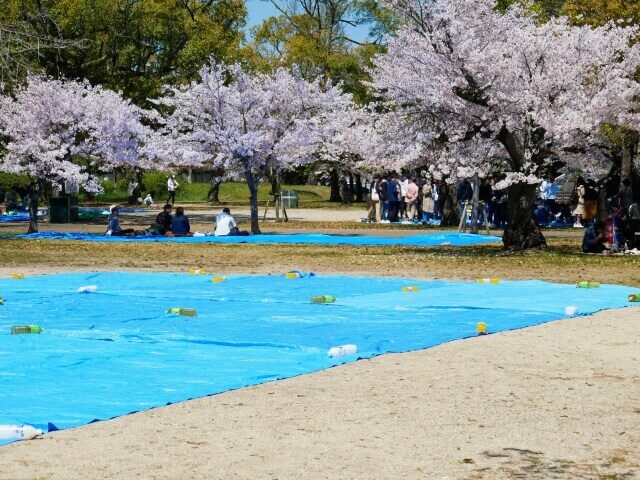 上野公園　お花見　2024　場所取り　規制